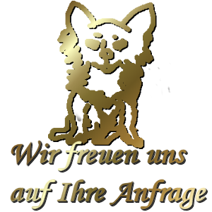 Chihuahua - Anfrage